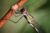 IMG_1868 Chalcolestes viridis